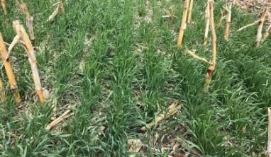 Terminating A Cereal Rye Cover Crop – Things To Consider